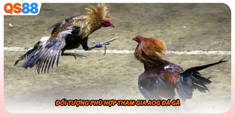 Đối tượng phù hợp tham gia AOG đá gà