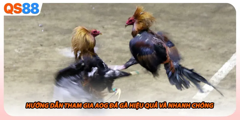 Hướng dẫn tham gia AOG đá gà hiệu quả và nhanh chóng
