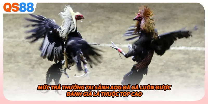 Mức trả thưởng tại sảnh AOG đá gà luôn được đánh giá là thuộc top cao