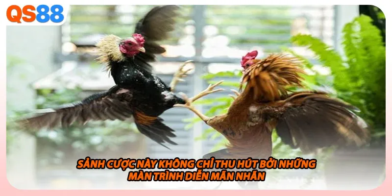 Sảnh cược này không chỉ thu hút bởi những màn trình diễn mãn nhãn